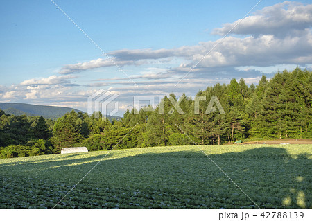 浅間高原の野菜畑 42788139