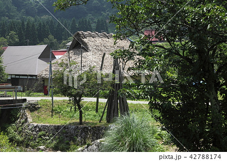 世屋高原　笹葺き屋根 42788174