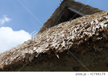 世屋高原 笹葺き屋根 世屋高原 笹葺き屋根 42788179