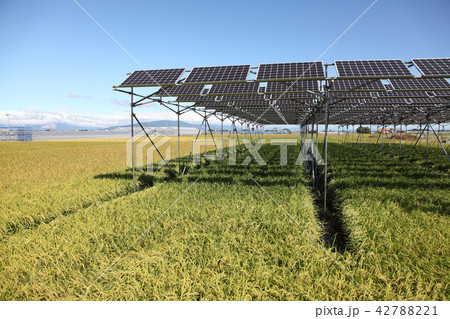 太陽光パネル_営農型ソーラー　三重県木曽岬町 42788221