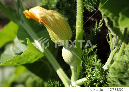 かぼちゃの雌花 かぼちゃの雌花 42788304