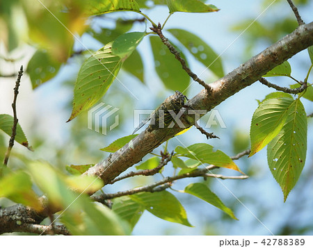 クマゼミ 42788389