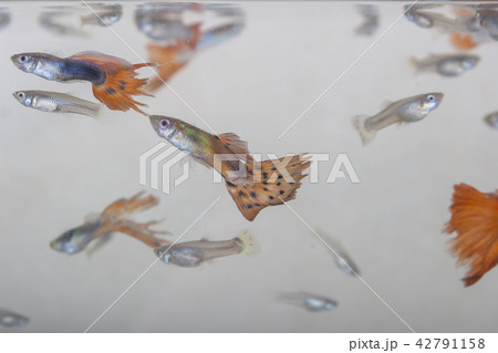 旅行 スポット 自然 42791158