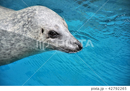 アザラシ 42792265