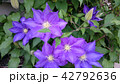 庭のクレマチス♪ 42792636