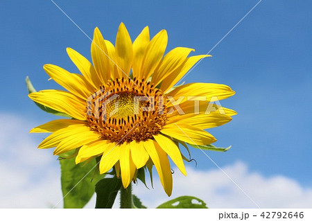 花 フラワー お花 42792646