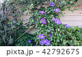 紫の庭♪ 42792675