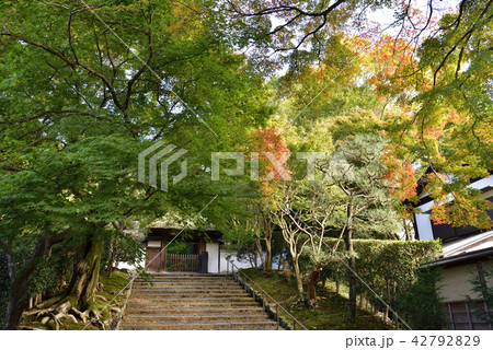 安楽寺 山門 紅葉 安楽寺 山門 紅葉 42792829