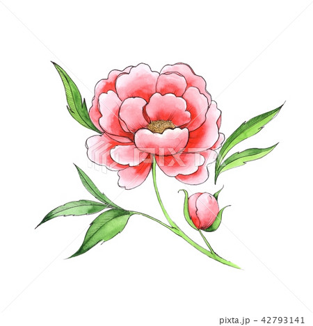Beautiful flower. Red peony. Beautiful flower. Red peony. 42793141