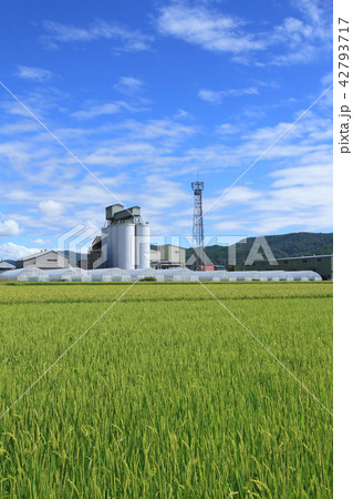 北の安曇野 カントリーエレベーターのある農村風景 北の安曇野 カントリーエレベーターのある農村風景 42793717