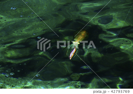 アオリイカ　1 42793769