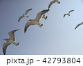 7羽のカモメ 42793804