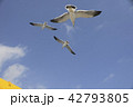 3羽のカモメ 42793805