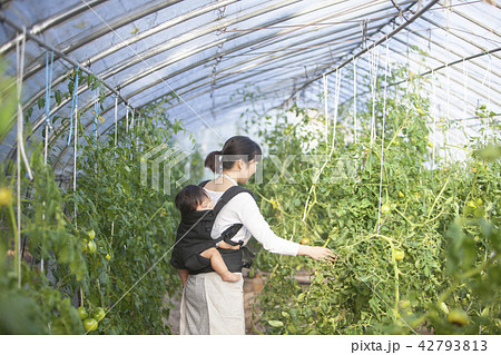 働く母 働く母 42793813