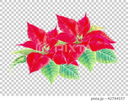 ポインセチア クリスマスフラワー 42794557