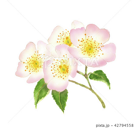 ピンクノイバラ 野茨  42794558