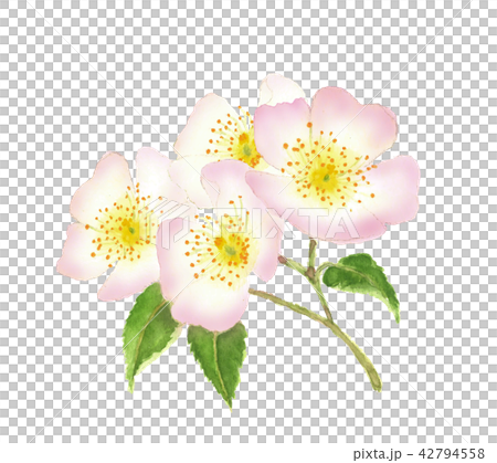 ピンクノイバラ 野茨  42794558