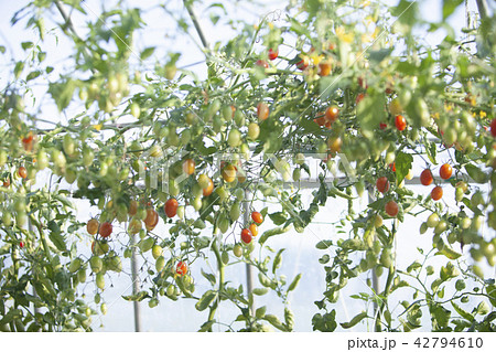 トマト 42794610