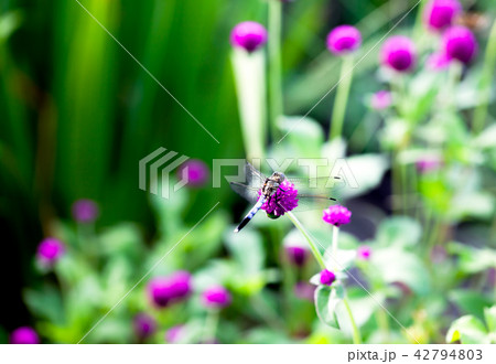 シオカラトンボ、トンボ、千日紅　千日草　センニチコウ 42794803