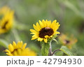ヒマワリ 花 着 42794930