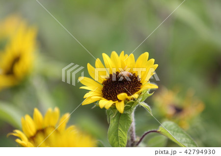 ヒマワリ 花 着 42794930