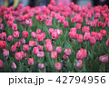 チューリップ 花 植物 42794956