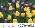 チューリップ 花 植物 42794958