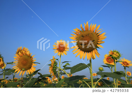 ひまわり19 42795038