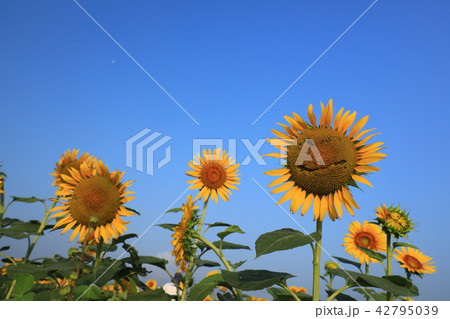 ひまわり20 42795039