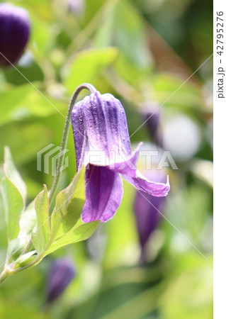 クレマチス・ロウグチ 42795276