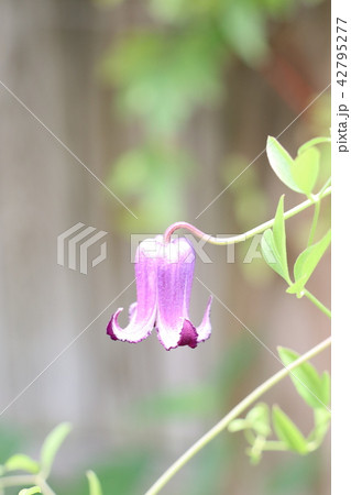 クレマチス・ロウグチ 42795277