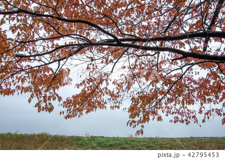 琵琶湖畔の紅葉した桜 42795453
