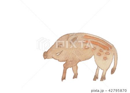 いのしし 水彩 いのしし 水彩 42795870