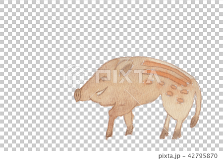 いのしし 水彩 いのしし 水彩 42795870