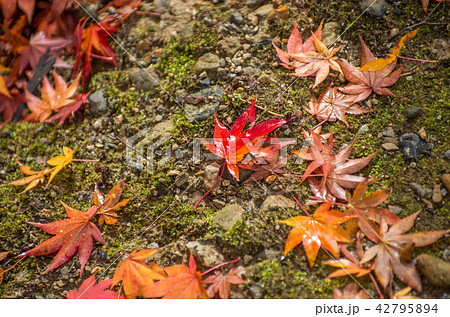 紅葉の大荒比古神社 滋賀県高島市 紅葉の大荒比古神社 滋賀県高島市 42795894
