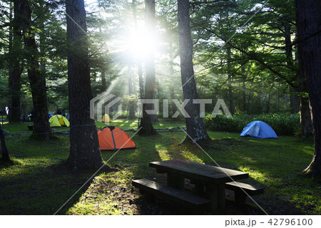 小梨平キャンプ場の朝 小梨平キャンプ場の朝 42796100