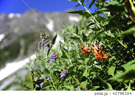 涸沢のクルマユリとミソガワソウ 42796104