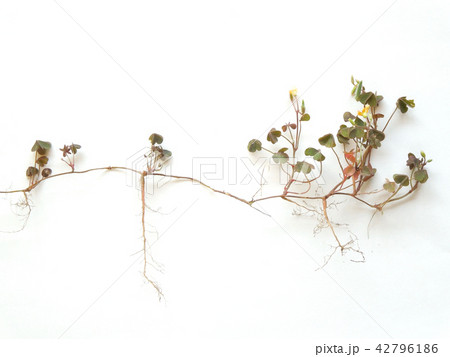 カタバミ カタバミ 42796186