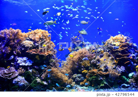 須磨水族館の熱帯魚の水槽 須磨水族館の熱帯魚の水槽 42796544
