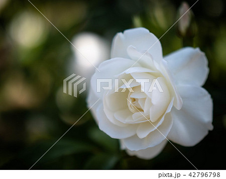 イングリッシュガーデンの白いバラ（びわ湖大津館） 42796798