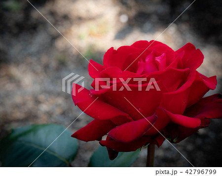 イングリッシュガーデンの赤いバラ(びわ湖大津館) イングリッシュガーデンの赤いバラ(びわ湖大津館) 42796799