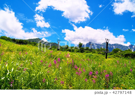 ヤナギラン　花 42797148