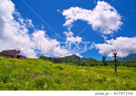 ヤナギラン 花 ヤナギラン 花 42797149