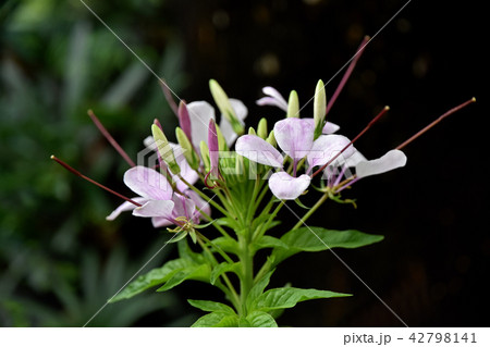 クレオメの花 クレオメの花 42798141