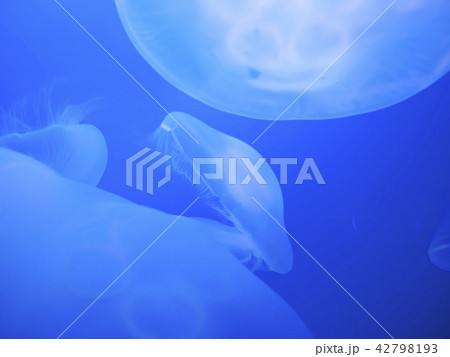 クラゲ　海月　水母　ミズクラゲ 42798193