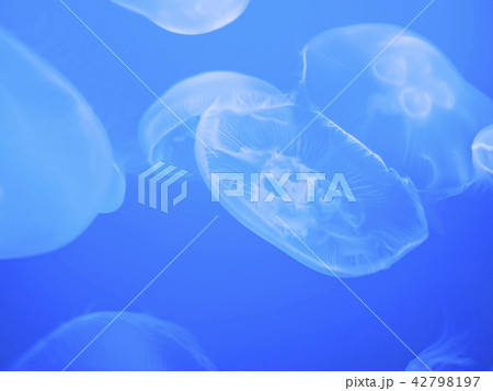 クラゲ　海月　水母　ミズクラゲ 42798197
