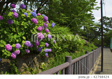 洗足池公園・あじさい/東京都大田区南千束 洗足池公園・あじさい/東京都大田区南千束 42798424