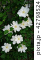 白いクレマチス♪ 42798524