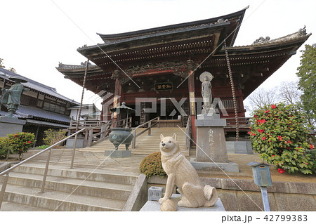 板橋不動尊 本堂と狛犬 茨城県つくばみらい市 板橋不動尊 本堂と狛犬 茨城県つくばみらい市 42799383