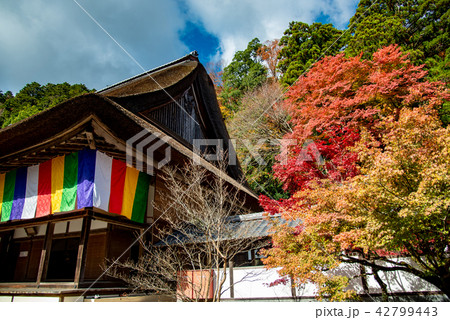 錦秋の永源寺　本堂 42799443